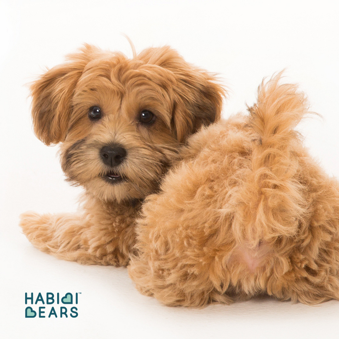 adorable teddy bear dog