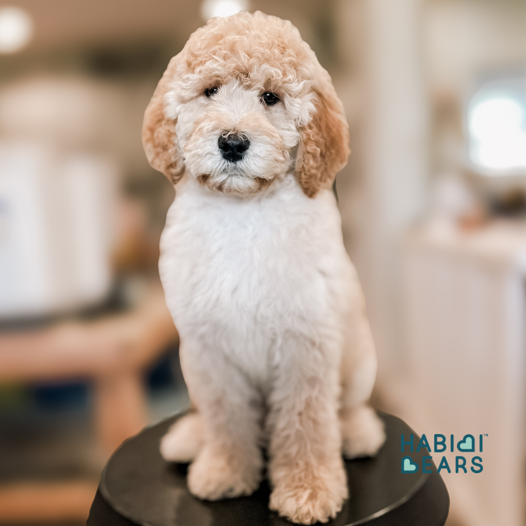 Available Teddy Bear Schnoodle Puppy – Apricot Habibi Bear<br />
