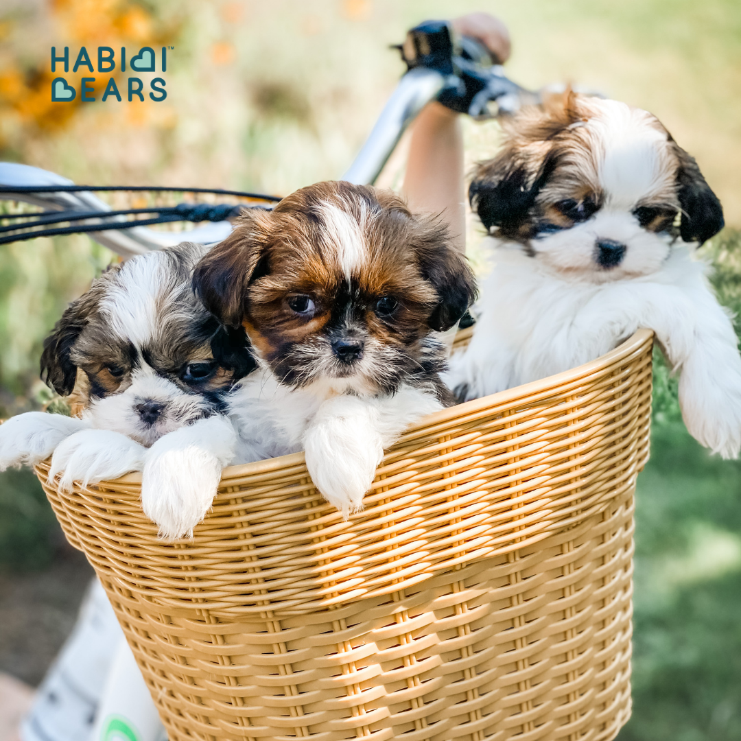Big-eyed and heart-melting, this apricot Habibi Bear offers all the charm of a Shichon or Shihpoo—refined and reimagined.<br />
