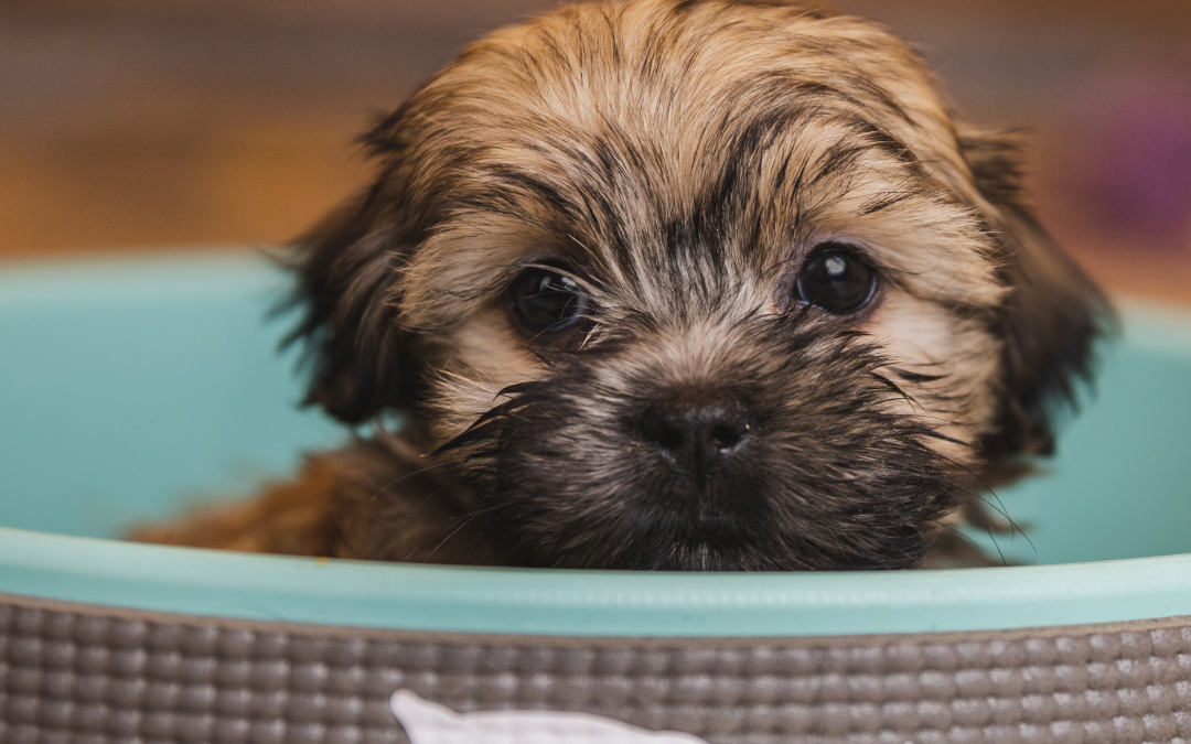 The Habibi Method™ | A Trauma-Informed, Holistic Puppy Raising Approach