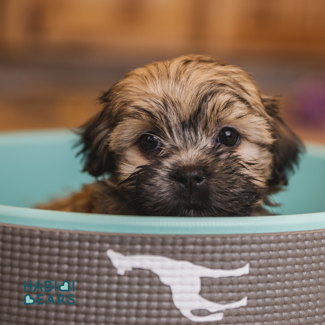 Big-eyed and heart-melting, this apricot Habibi Bear offers all the charm of a Shichon or Shihpoo—refined and reimagined.<br />
