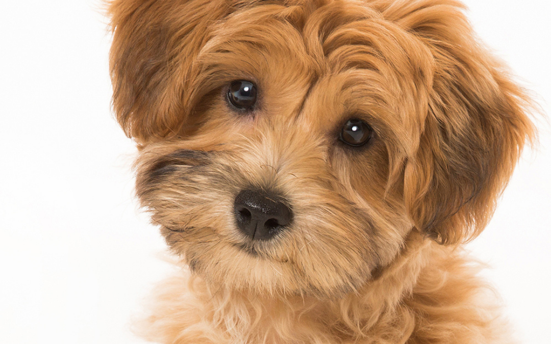 Teddy Bear Schnoodle Puppies in Spokane WA | Meet the Habibi Bear™