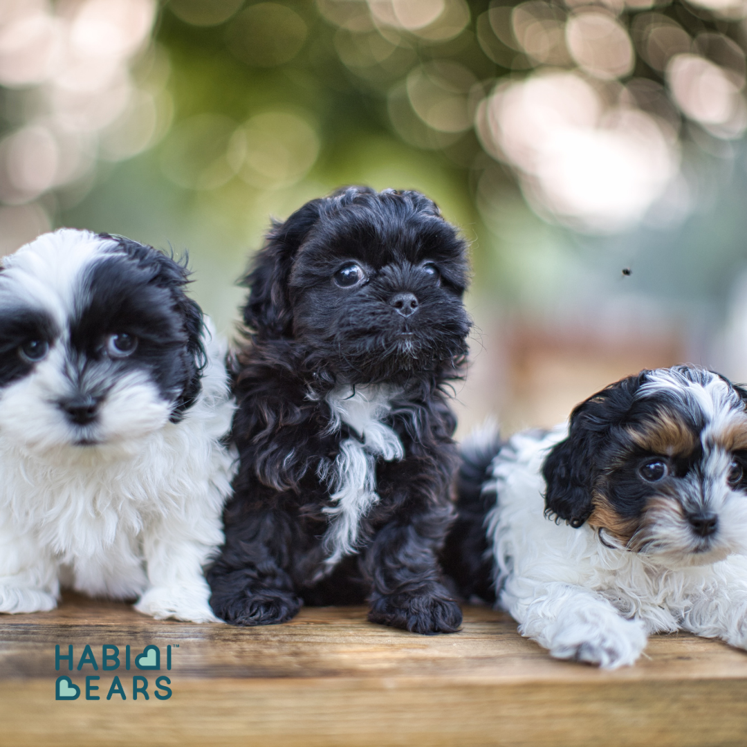 Big-eyed and heart-melting, this apricot Habibi Bear offers all the charm of a Shichon or Shihpoo—refined and reimagined.<br />
