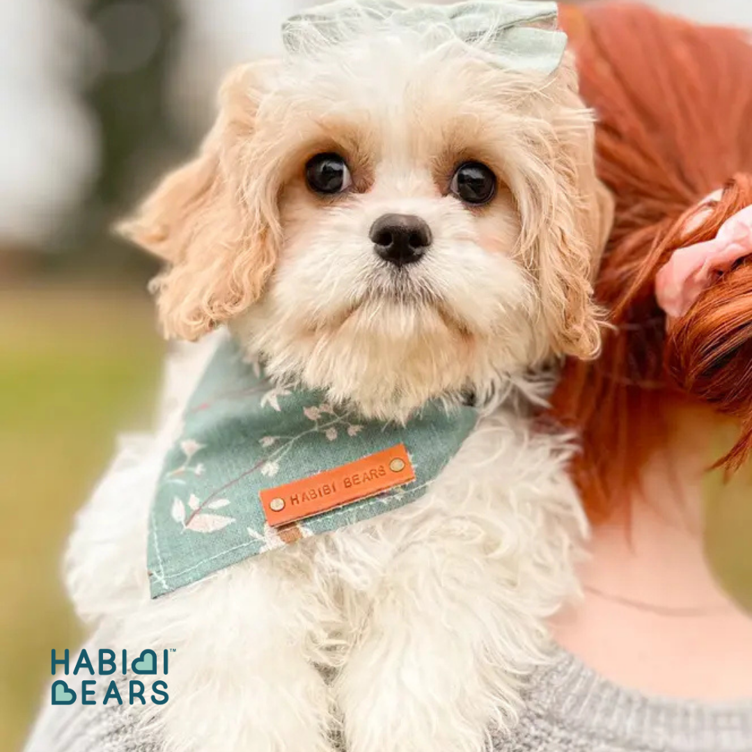 Habibi Bear puppies from Cavachon and Cavapoo-inspired lineage