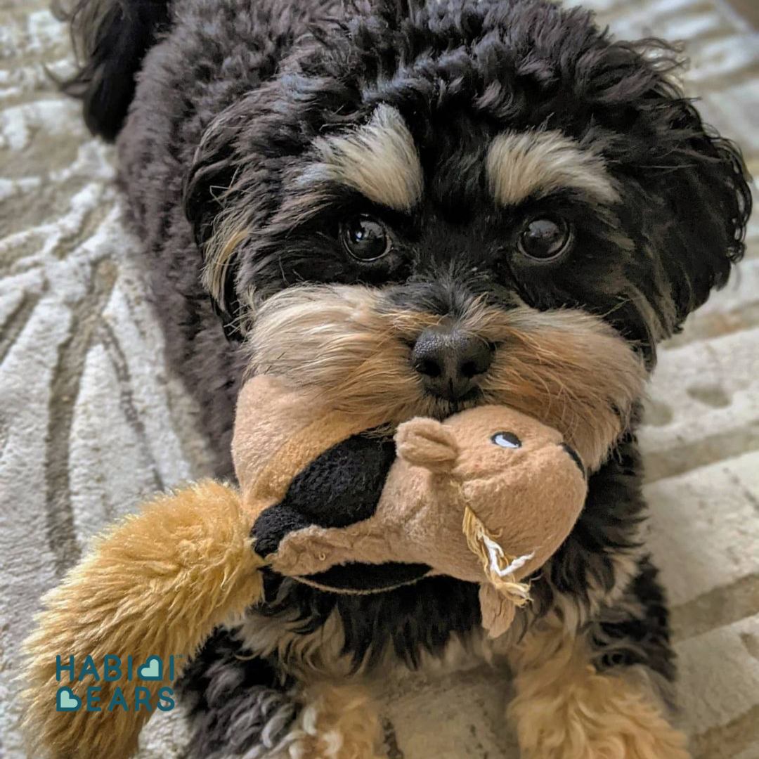 Habibi Bears | Habibi Method approach to raising high vibe puppies- trauma informed training 