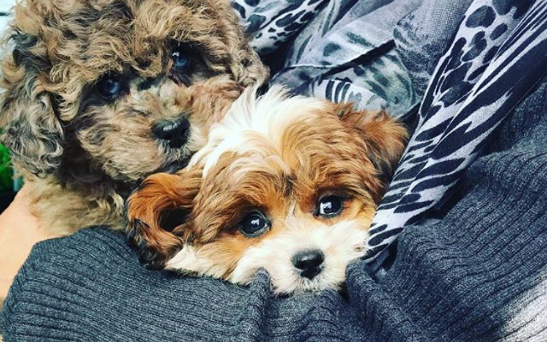 Happy Tails | Habibi Bear Puppy Reviews & Heartwarming Stories