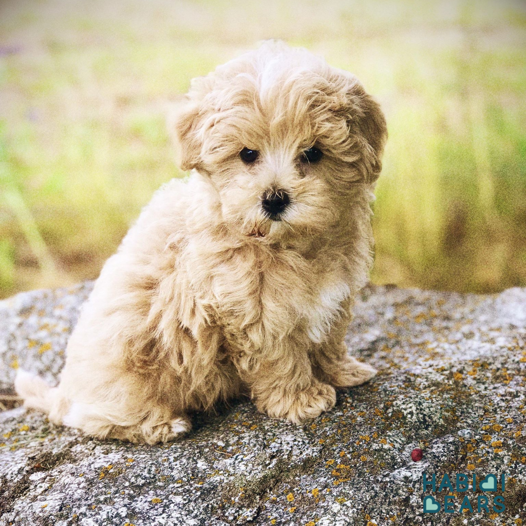 Big-eyed and heart-melting, this apricot Habibi Bear offers all the charm of a Shichon or Shihpoo—refined and reimagined.<br />
