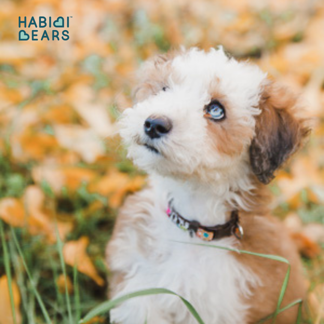 Cream and apricot Habibi Bear puppy from heritage Teddy Bear Schnoodle lines<br />
