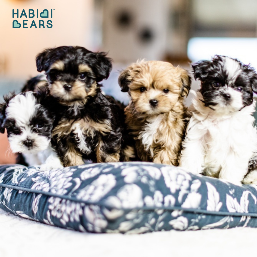 Habibi Bear Puppies for sale in Wa