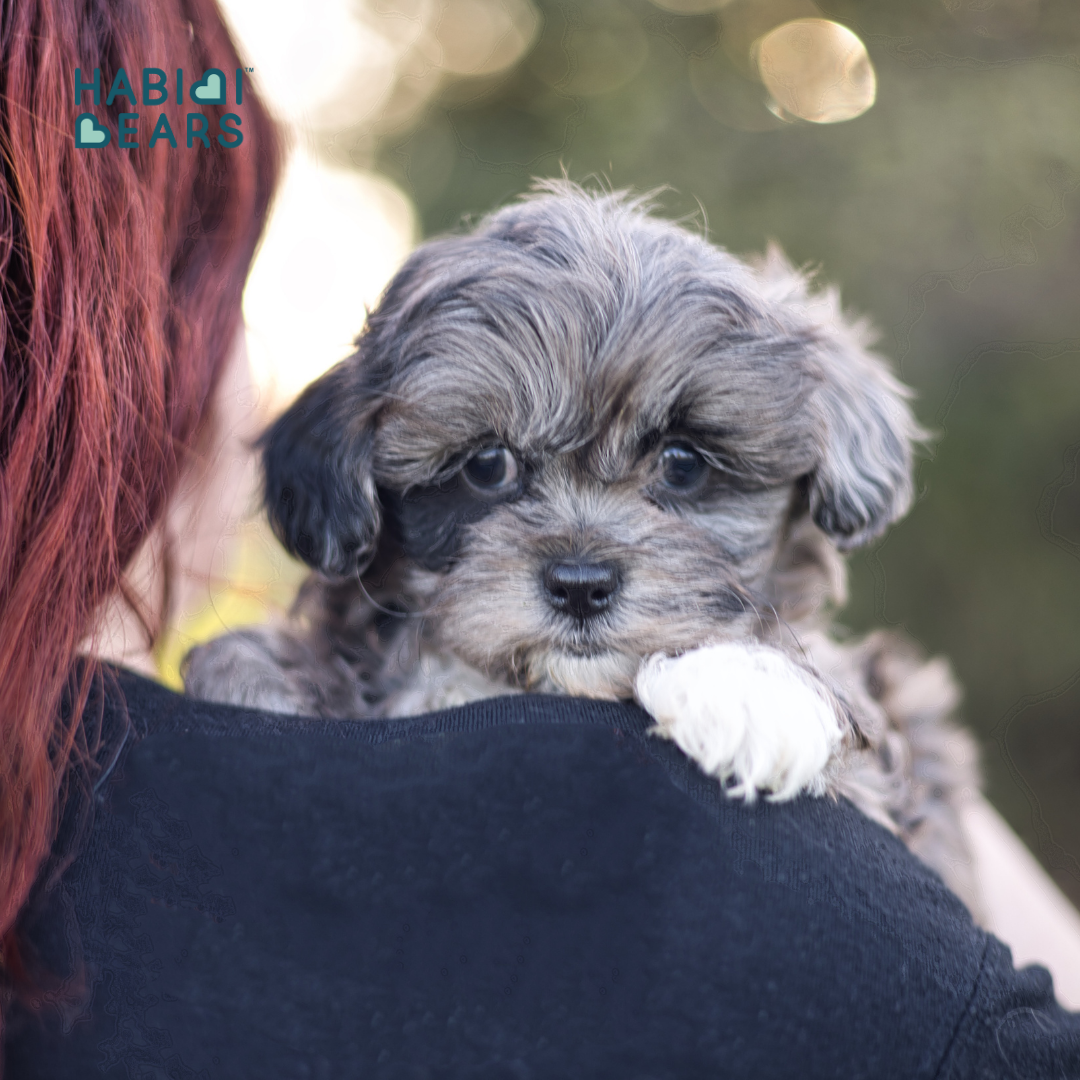 Available Habibi Bear Puppies – Shichon and Shihpoo Inspired