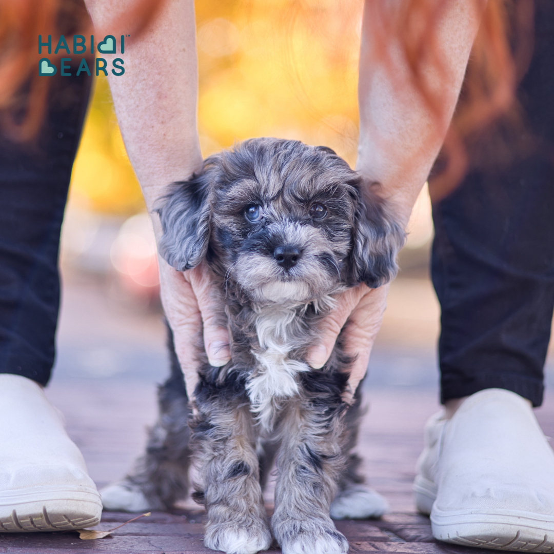 Mini Habibi Bear Puppy for sale in wa 