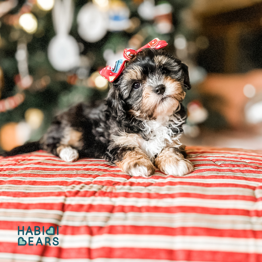 Habibi Bear Puppy – Tri Color Teddy from Cavachon Roots<br />
