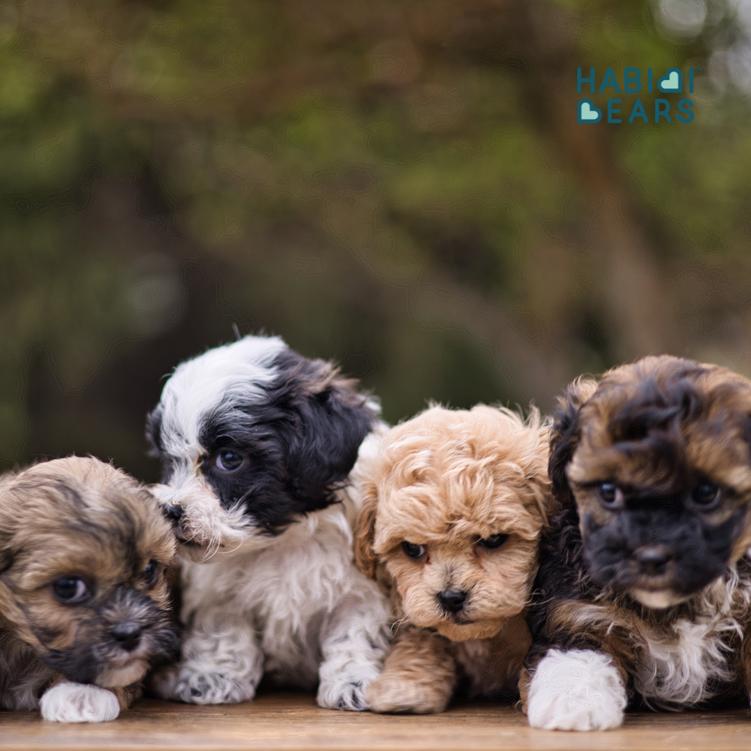Available Habibi Bear Puppies – Shichon and Shihpoo Inspired<br />
