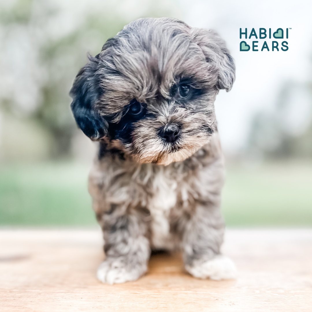 Habibi Bear Puppy for Sale – Cream Teddy Bear Shichon-Shihpoo Mix