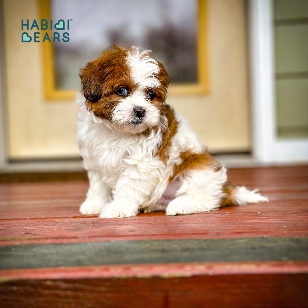 Habibi Bear Puppy – Tri Color Teddy from Cavachon Roots