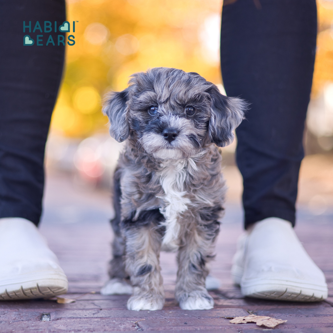 A dreamy mix of Cavachon charm and Cavapoo sweetness—refined into the Habibi Bear.<br />
