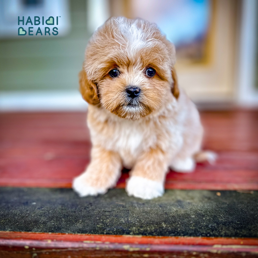 Habibi Bear Puppy – White and Tan Teddy from Cavachon Roots<br />
