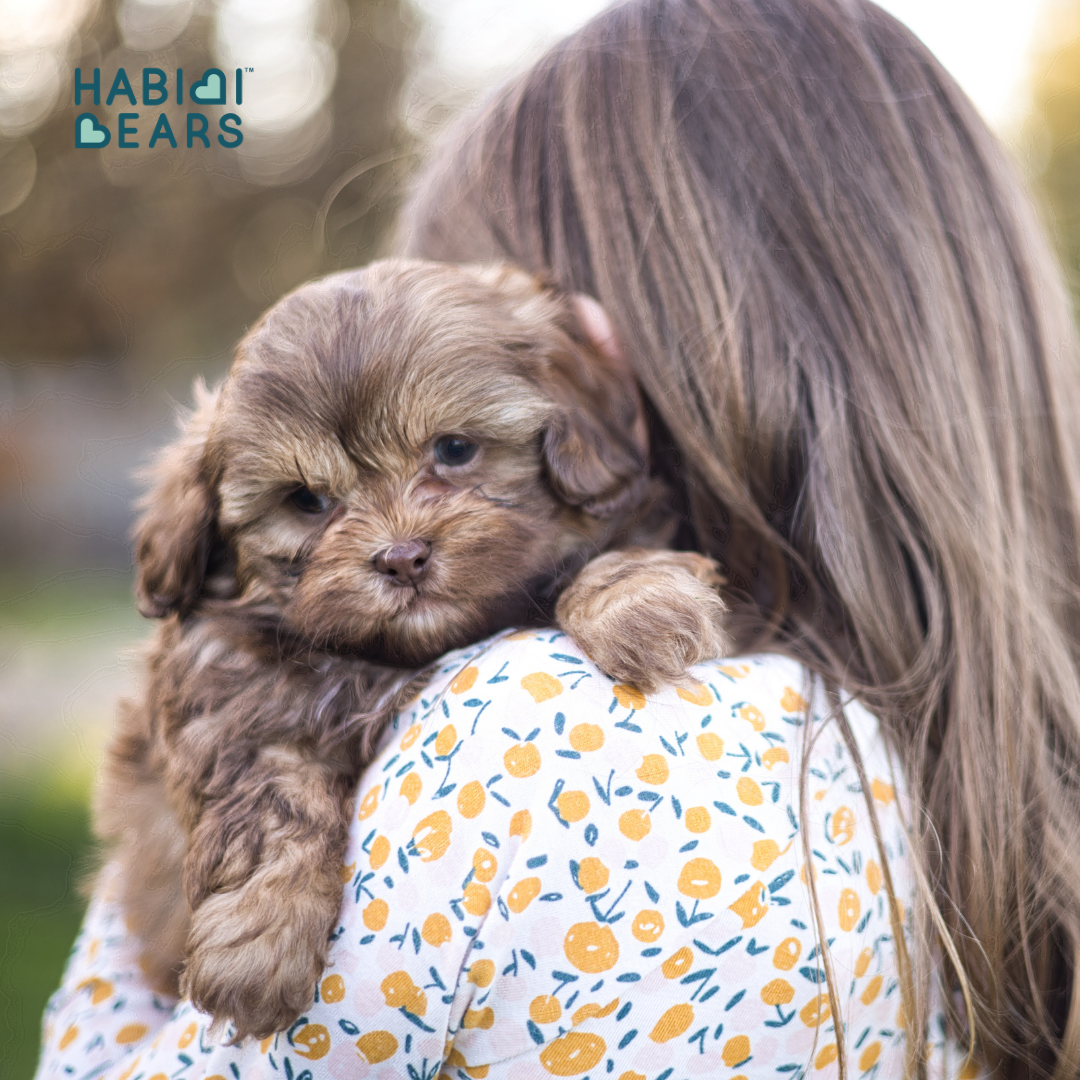 Available Habibi Bear Puppies – Shichon and Shihpoo Inspired<br />
