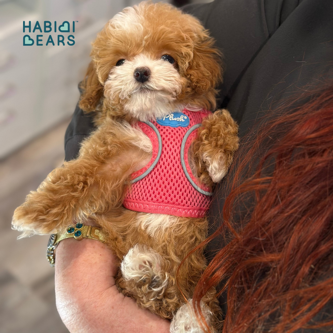 Apricot Habibi Bear puppy with Shichon and Shihpoo heritage<br />

