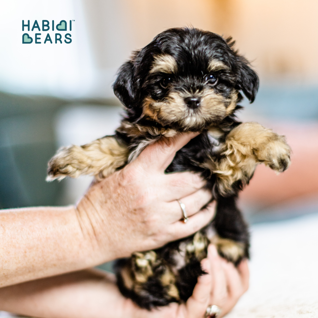 Habibi Bear Puppy – Tri Color Teddy from Cavachon Roots<br />

