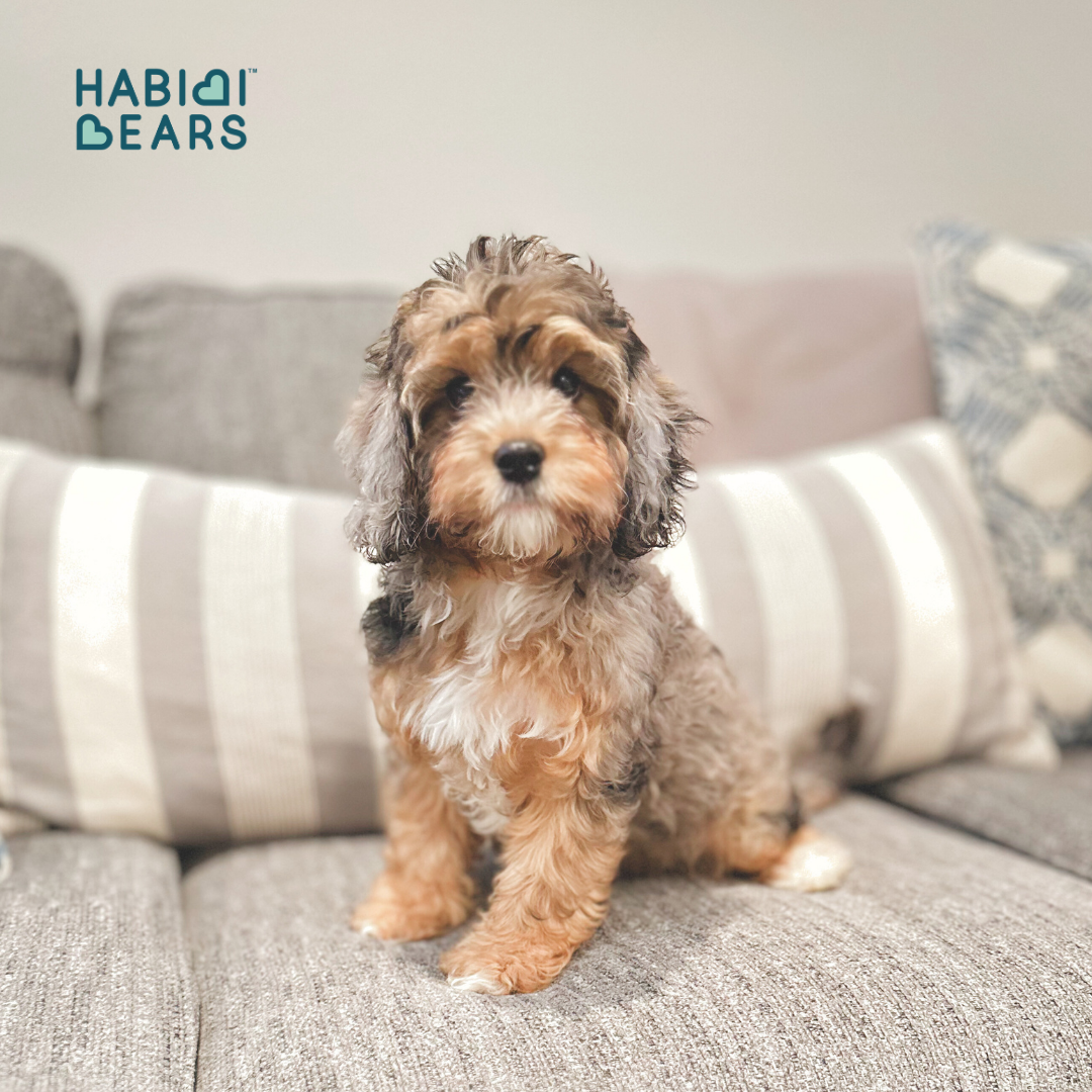 Apricot Habibi Bear puppy with Cavapoo and Cavachon lineage<br />
