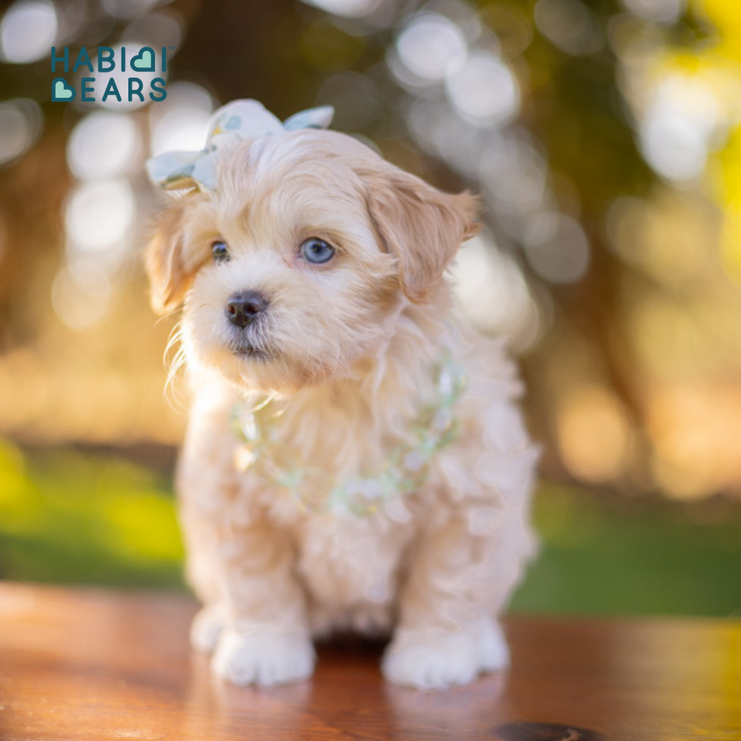 Mini Blue Eyed Apricot Habibi Bear Puppy for sale