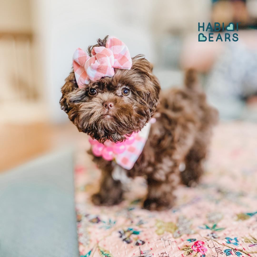 Cream and white Habibi Bear puppy, bred from Teddy Bear Shichon and Shihpoo lines