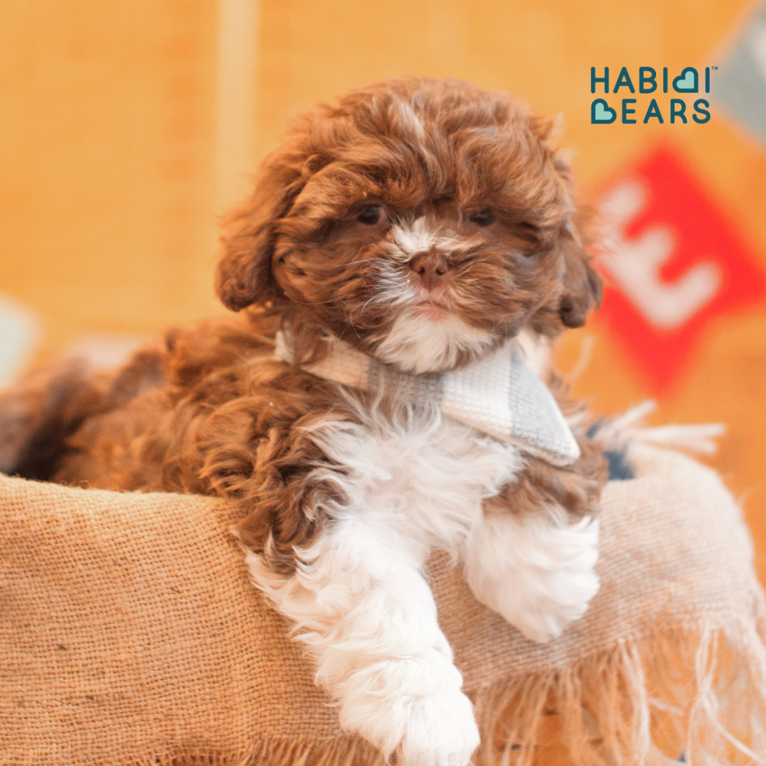 Big-eyed and heart-melting, this apricot Habibi Bear offers all the charm of a Shichon or Shihpoo—refined and reimagined.<br />
