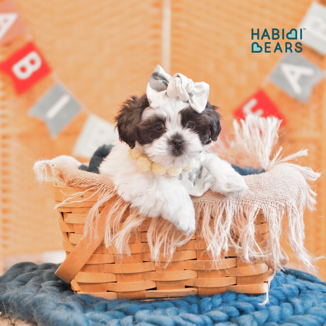 Cream and white Habibi Bear puppy, bred from Teddy Bear Shichon and Shihpoo lines<br />
