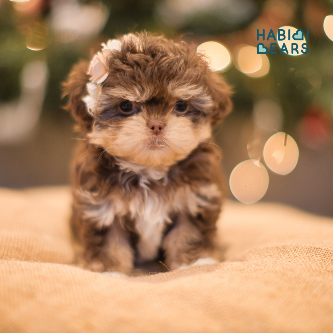 Apricot Habibi Bear puppy with Shichon and Shihpoo heritage<br />
