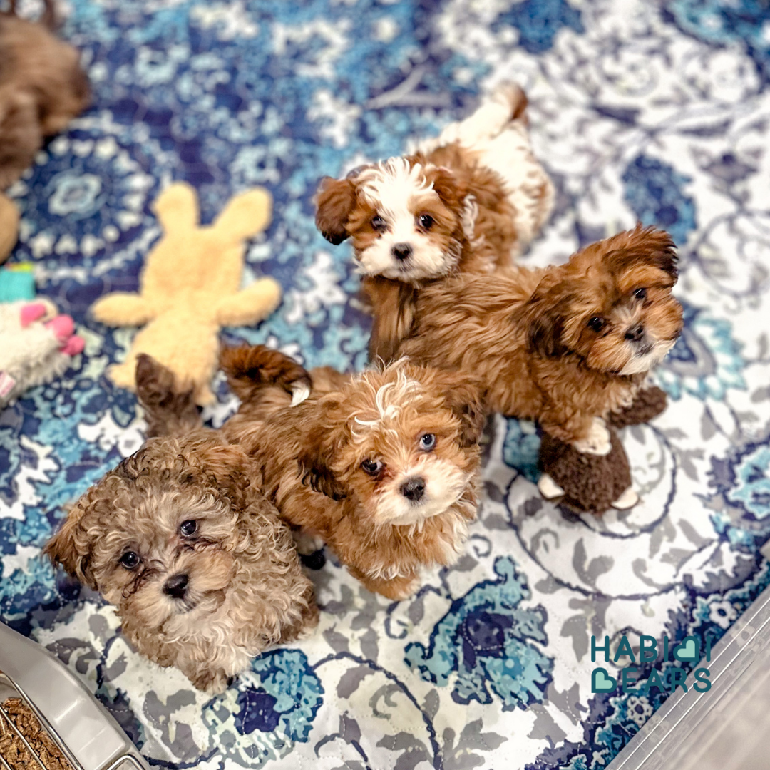 Available Habibi Bear Puppies – Teddy Bear Schnoodle Roots<br />
