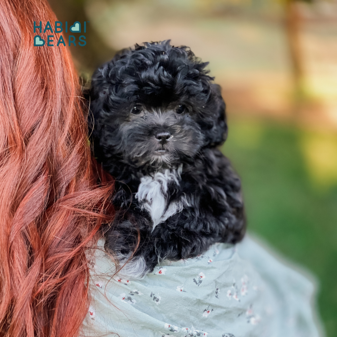 Habibi Bear puppies from Cavachon and Cavapoo-inspired lineage