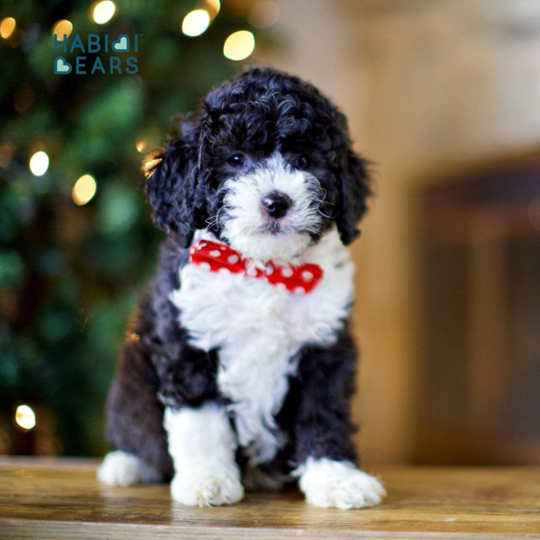Black and white Habibi Bear puppy with teddy bear face and hypoallergenic coat<br />
