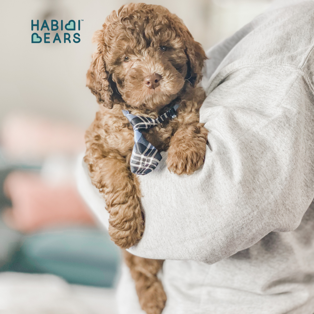 adorable teddy bear puppy for sale- in wa, habibi bear