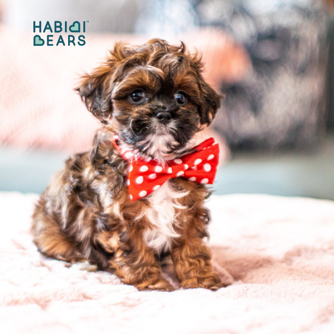 Red Tuxedo Sable Habibi Bear puppy, bred from Teddy Bear Shichon and Shihpoo lines