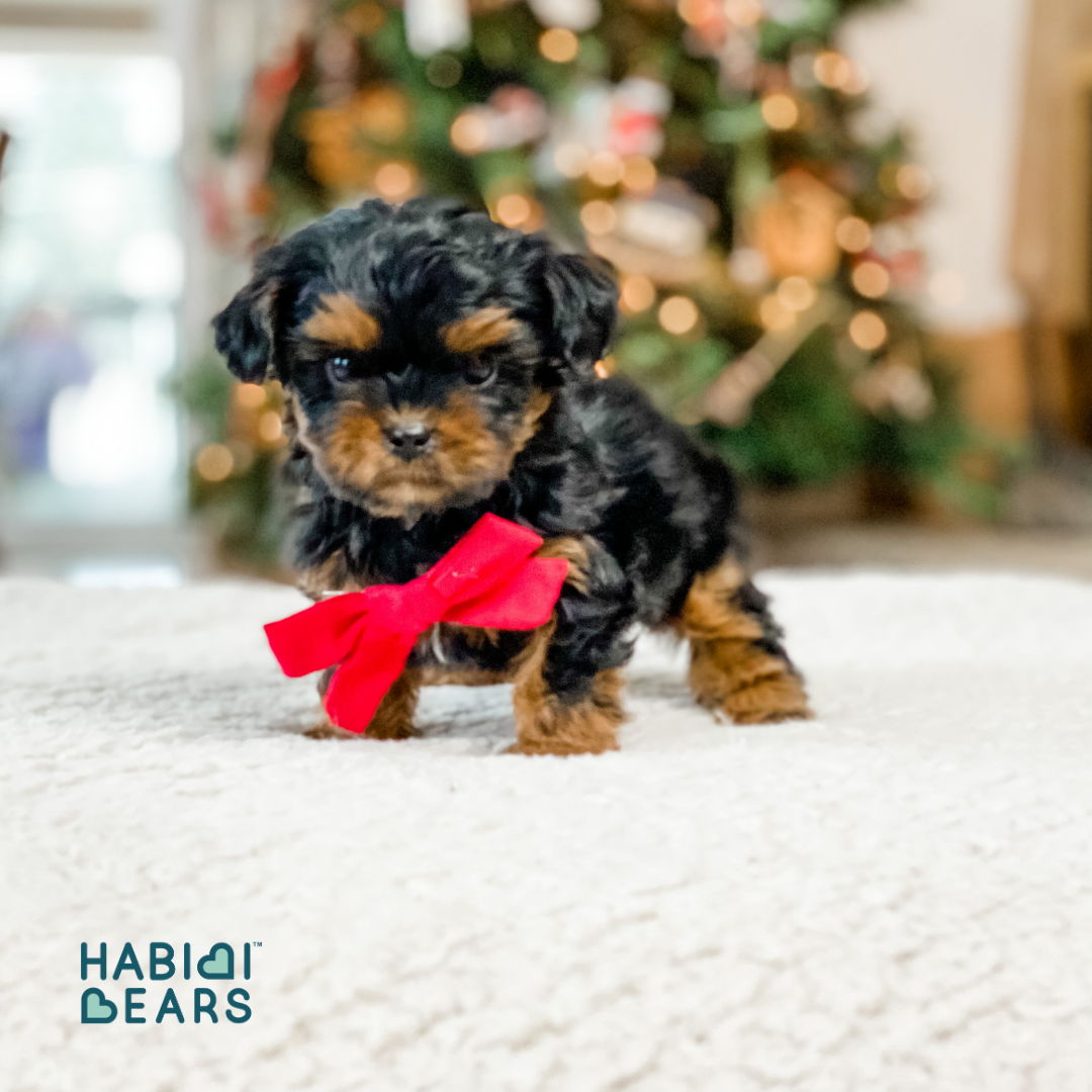 A dreamy mix of Cavachon charm and Cavapoo sweetness—refined into the Habibi Bear.<br />
