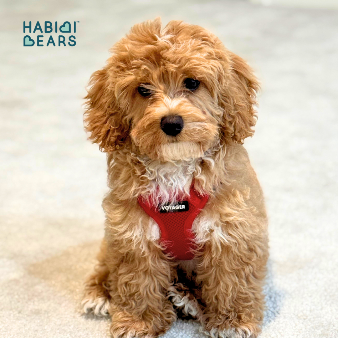 Habibi Bear Puppy – Tri Color Teddy from Cavachon Roots<br />
