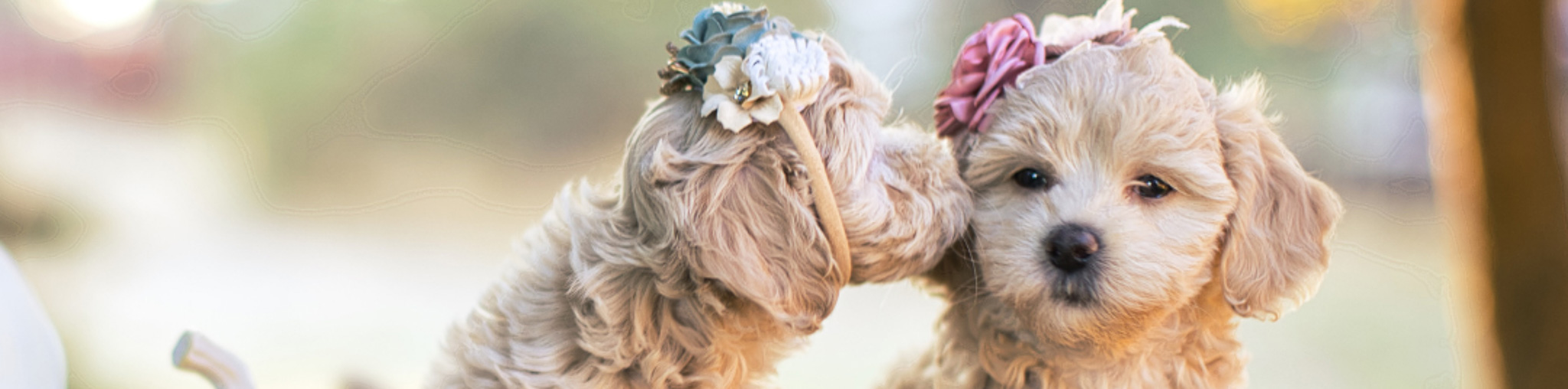 adorable teacup puppies for sale in wa state | Habibi Bears the new breed adorable teacup puppies for sale in wa state | Habibi Bears the new breed