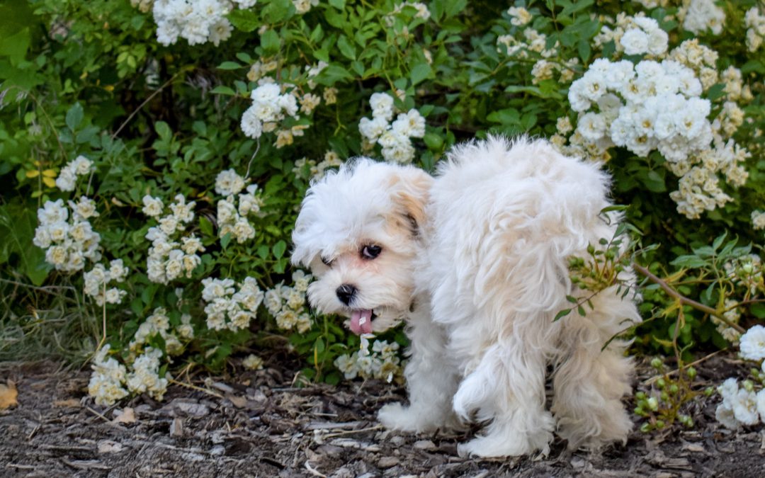 Karma – Teacup – Girl – Adopted