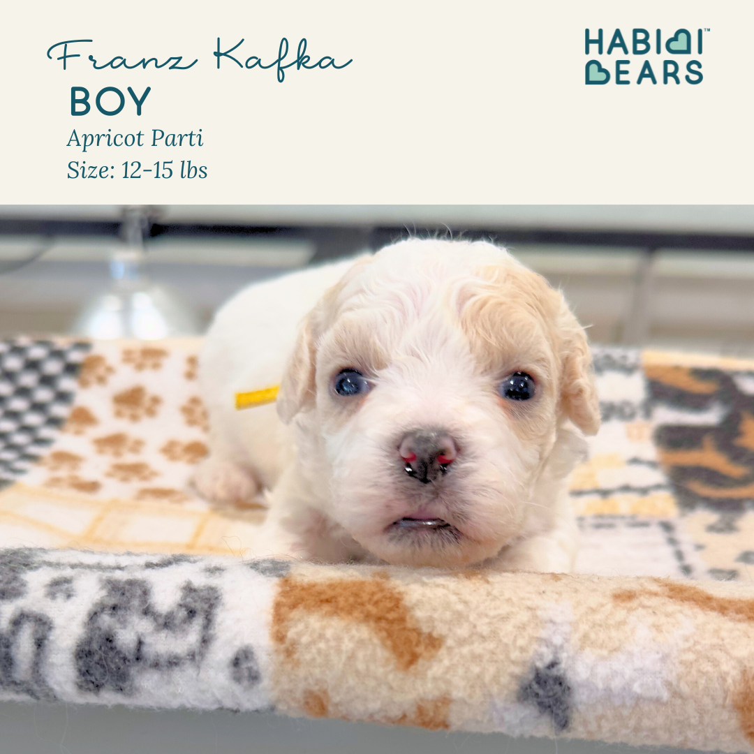 Franz- Boy Habibi Bear puppy for sale 