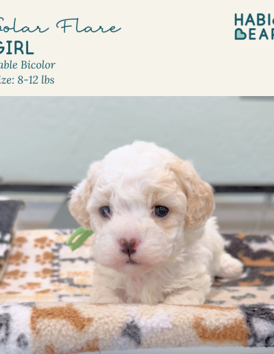 Solar Flare - female Habibi Bear puppy for sale