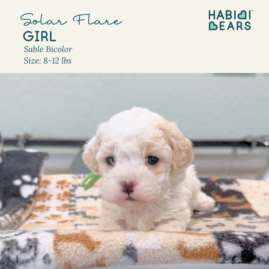 Solar Flare - female Habibi Bear puppy for sale 
