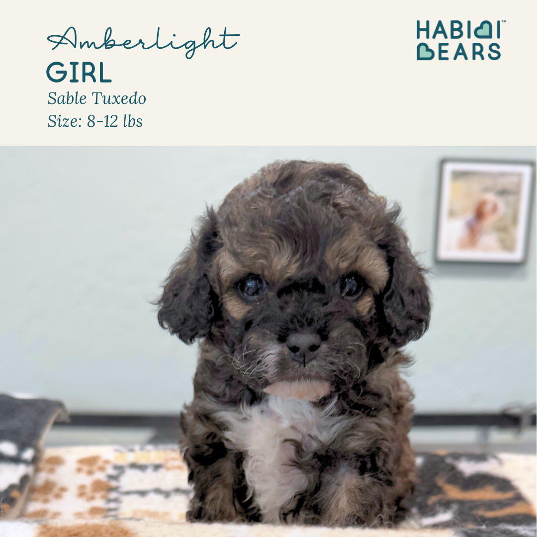 Amberlight - female habibi bear puppy for sale 