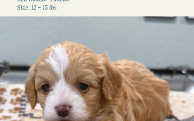Marigold x Elliot’s Litter | Habibi Bear Puppies