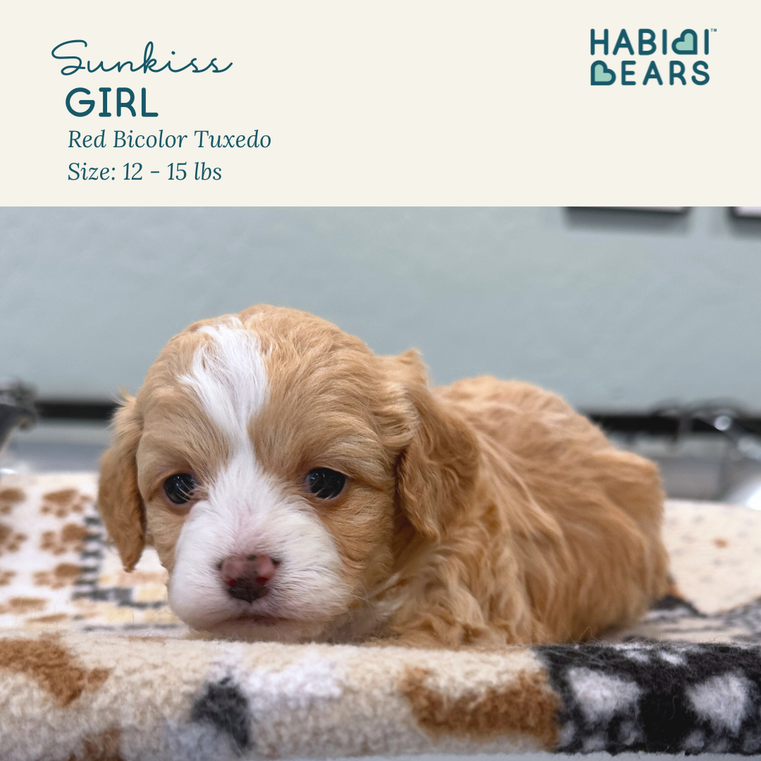 Sunkiss - red tuxedo habibi bear puppy for sale 