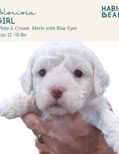 Gloriosa - female white blue eyed habibi bear