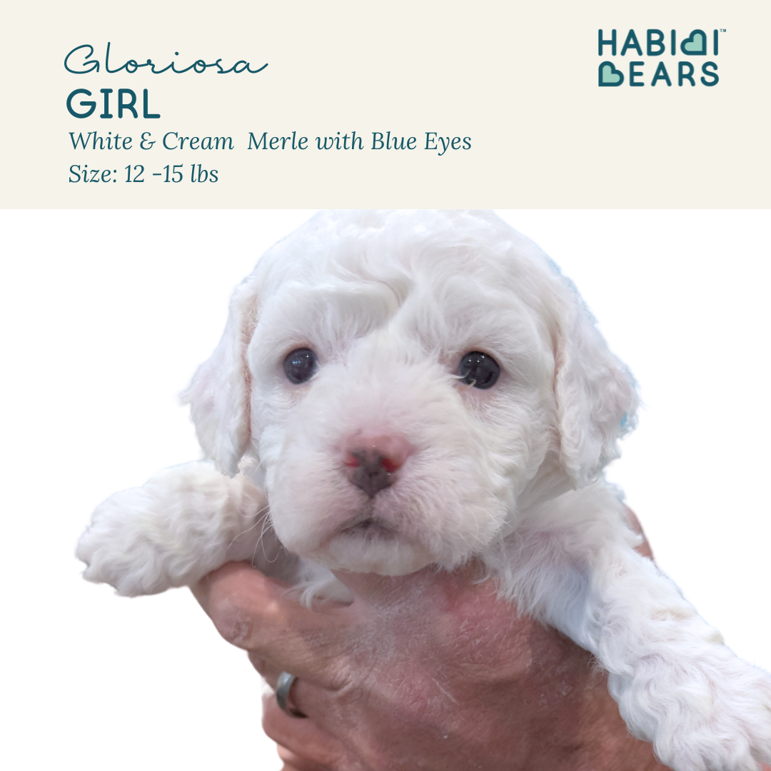 Gloriosa - female white blue eyed habibi bear 
