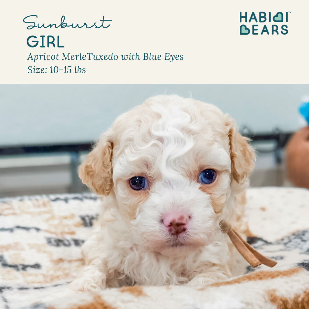 Sunburst - female habibi bear puppy for sale 