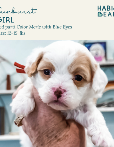 Skipley Spot of Gold - habibi bear puppy