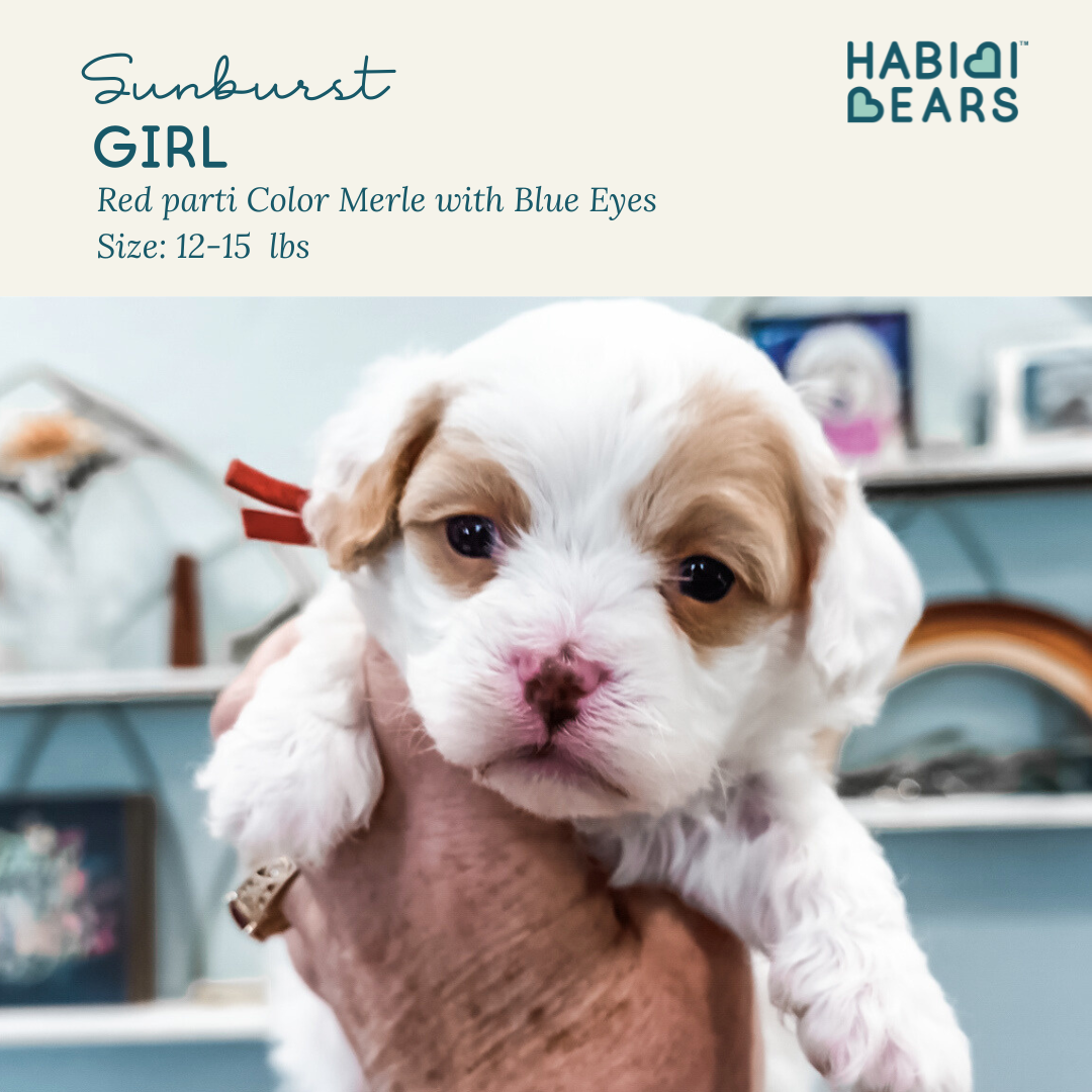 Skipley Spot of Gold - habibi bear puppy